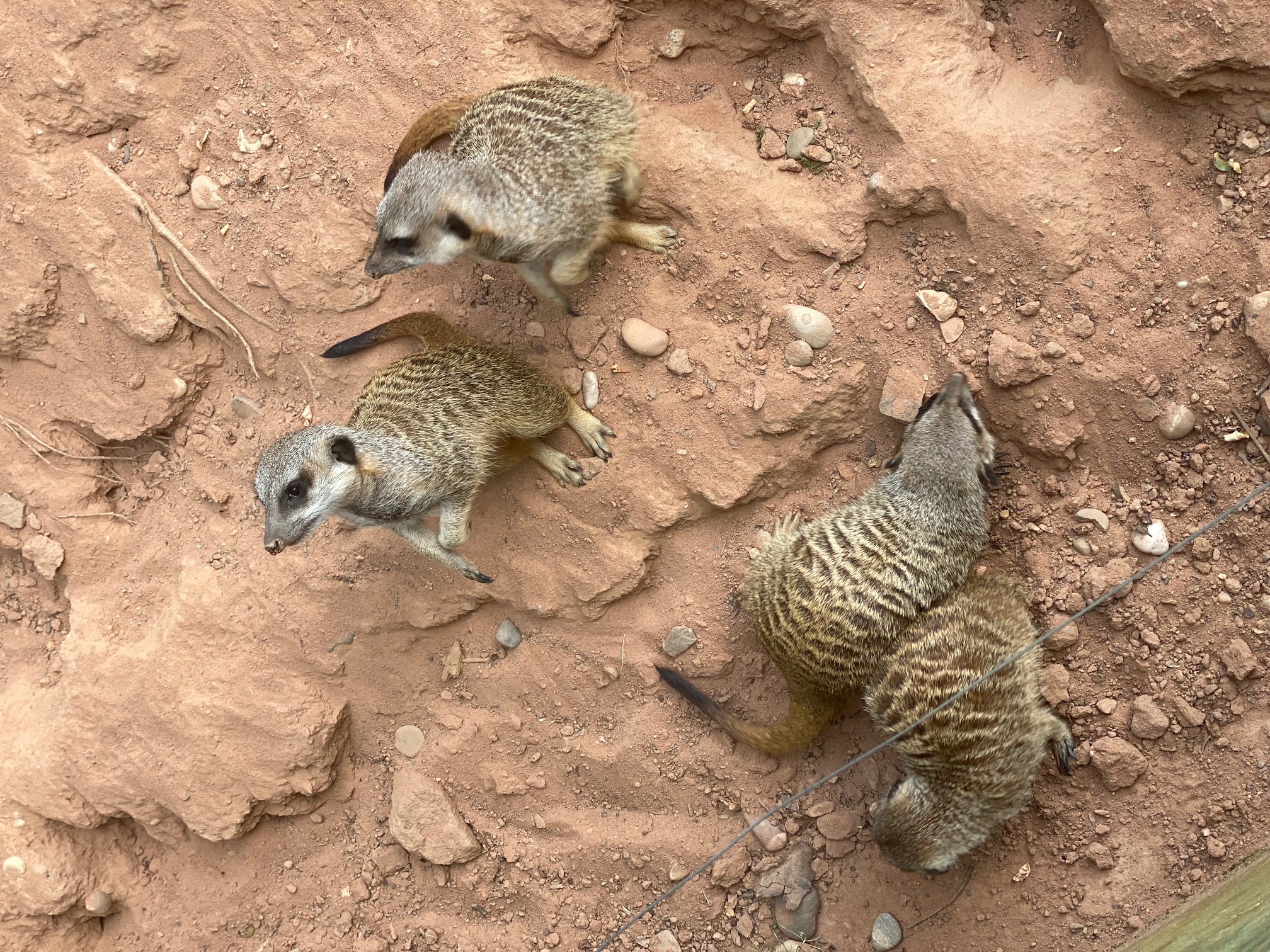 4%20Erdm%C3%A4nnchen 4%20Erdm%C3%A4nnchen